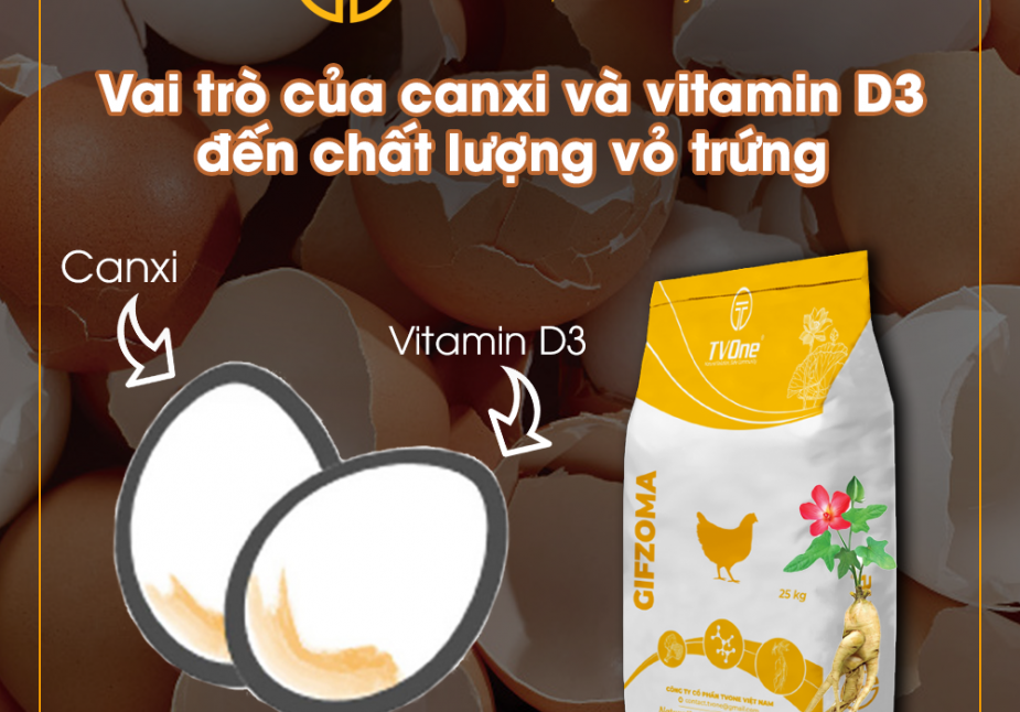 VAI TRÒ CỦA CANXI VÀ VITAMIN D3 ĐẾN CHẤT LƯỢNG VỎ TRỨNG